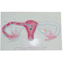 Desenvolvimento de esperma no formato do estágio do útero Modelo de anatomia humana (R110403)